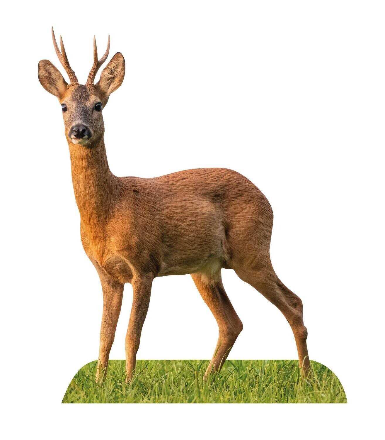 Roebuck Corça Animal - Foto gratuita no Pixabay - Pixabay