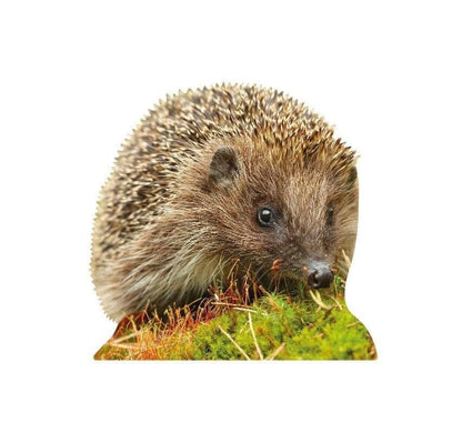Animal display hedgehog