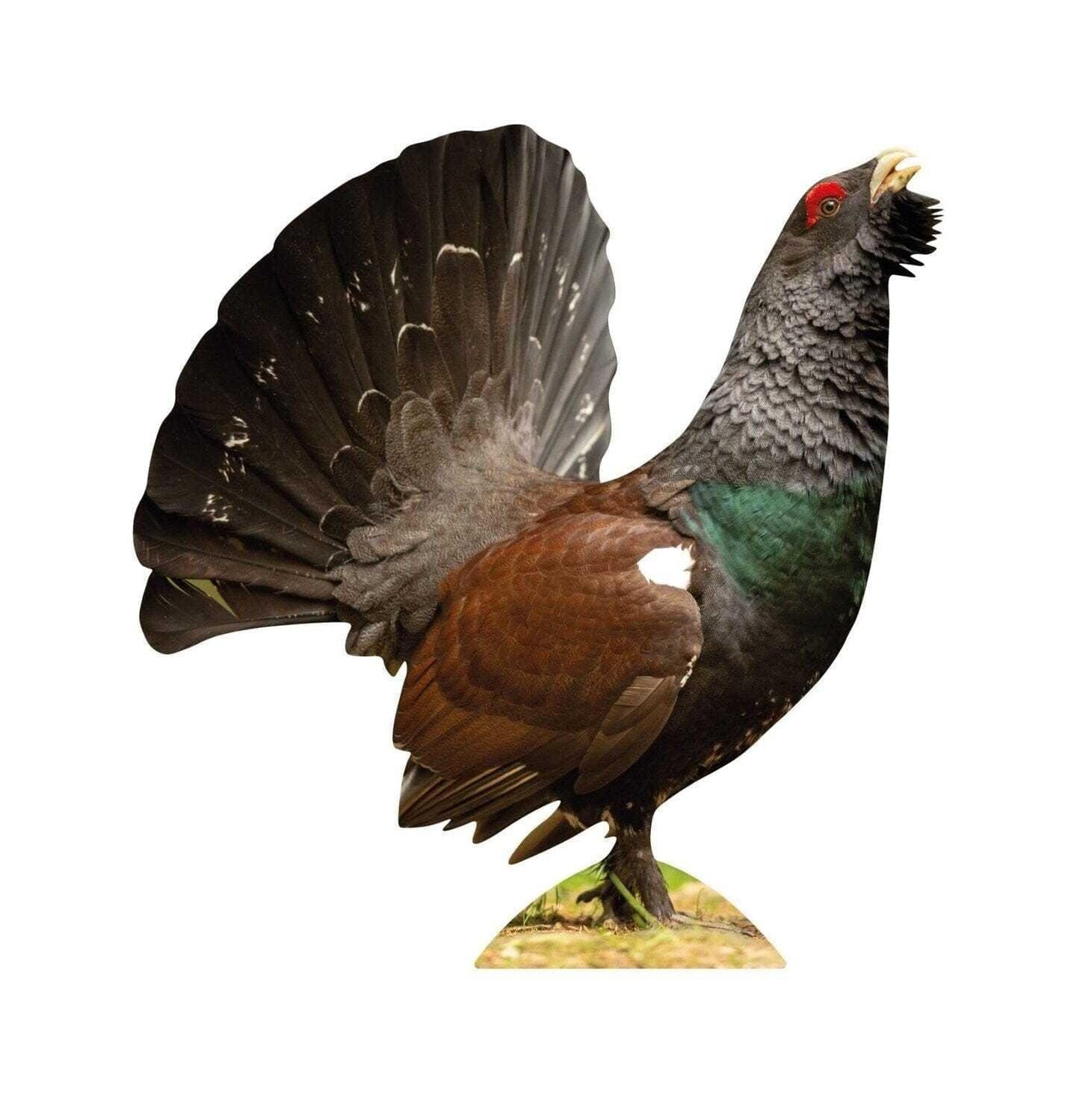 Animal stand capercaillie - outdoor set