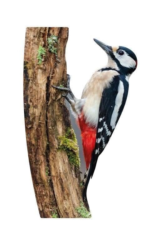 Animal display woodpecker - outdoor set
