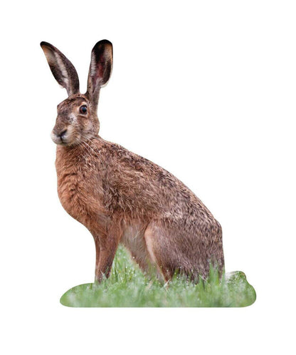 Animal display hare - outdoor set