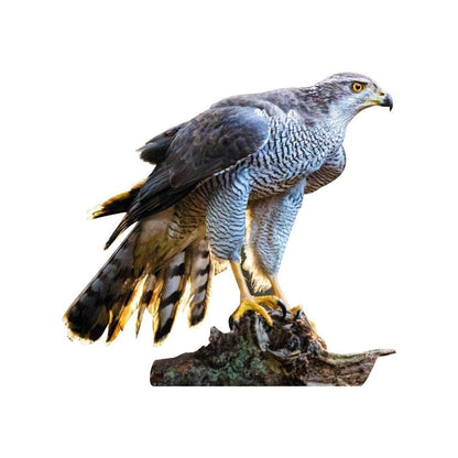 Animal display hawk