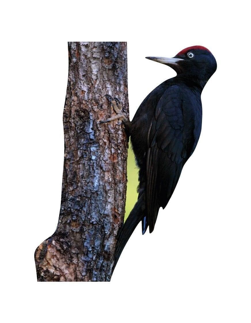 Animal display Black Woodpecker - Outdoor Set