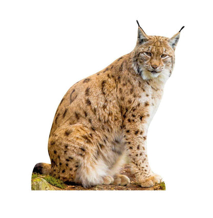 Animal display lynx - outdoor set