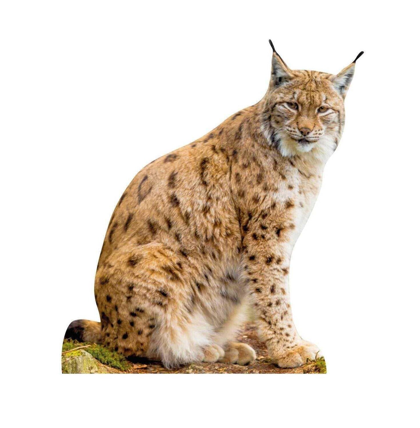 Animal display lynx