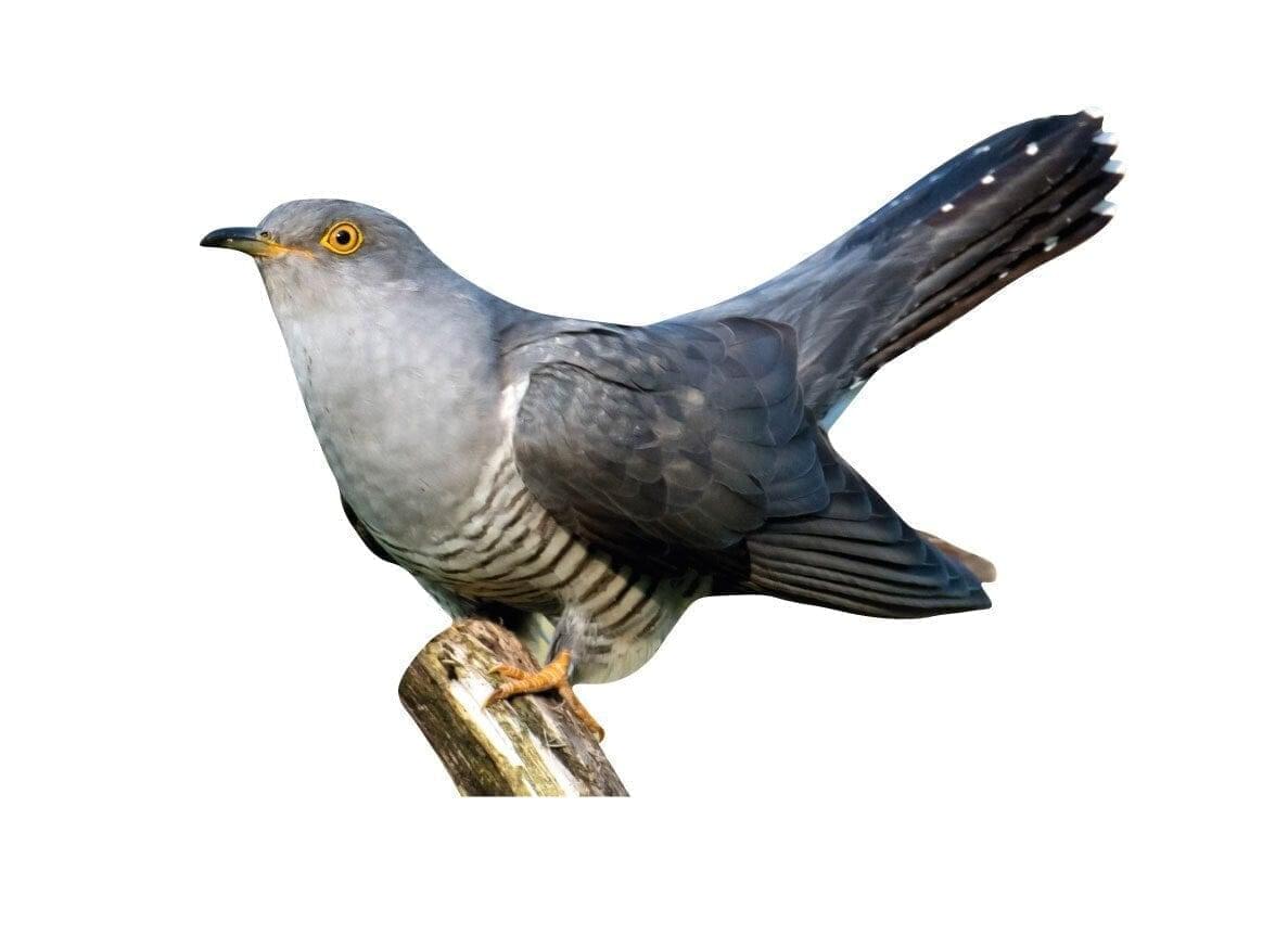Animal display cuckoo