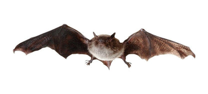 Pipistrello di serotina animale in piedi
