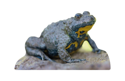 Animal display yellow-bellied toad