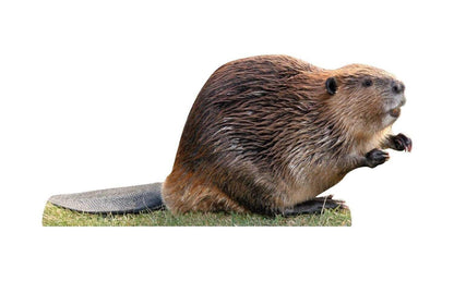 Animal display beaver