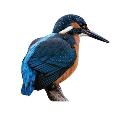 Animal stand kingfisher - outdoor set