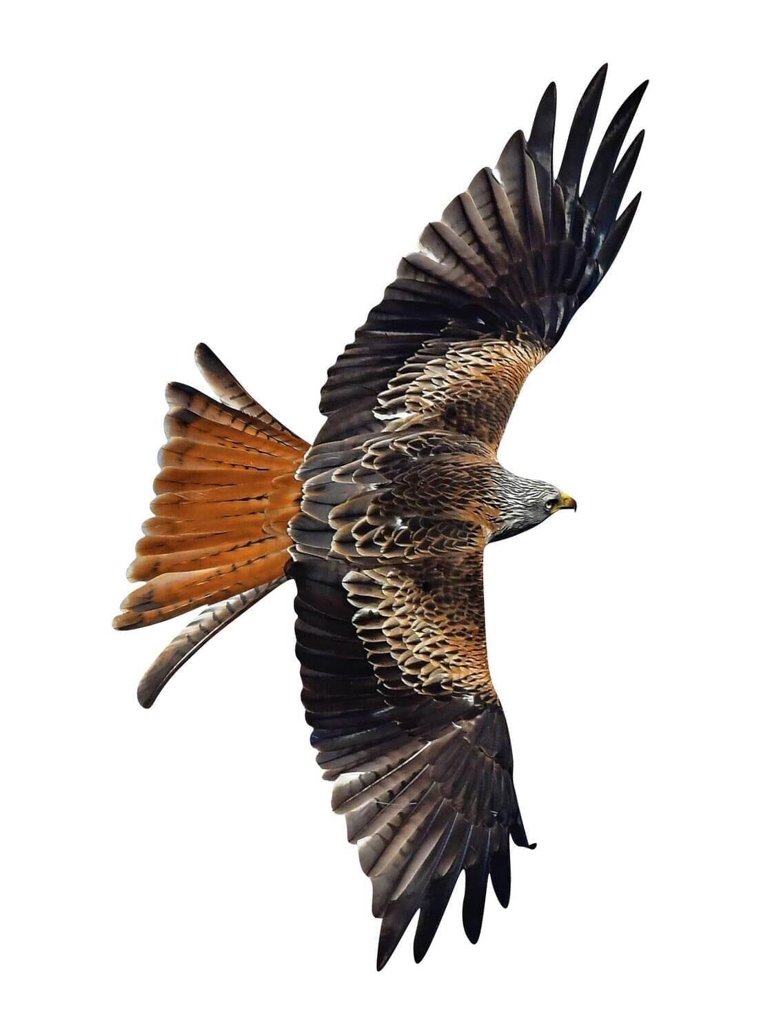 Rotmilan - fliegend (Vogelschutz)