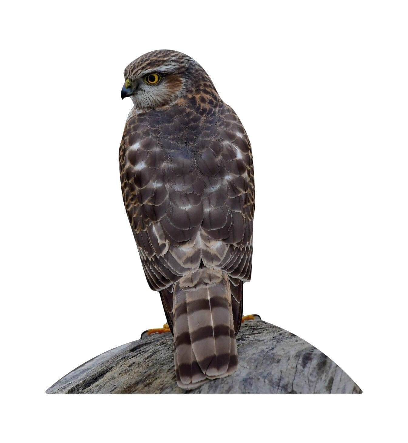 Animal display sparrowhawk - sitting - outdoor set
