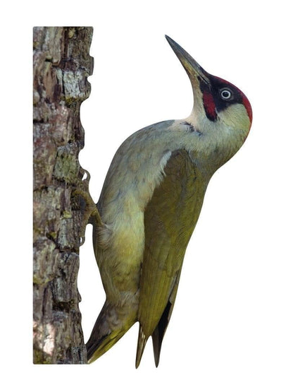 Animal display green woodpecker