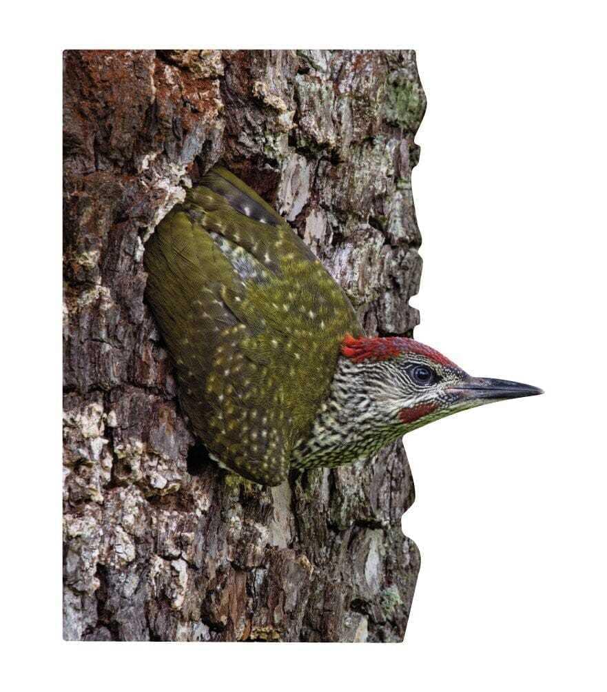 Animal display Green Woodpecker - young animal - outdoor set