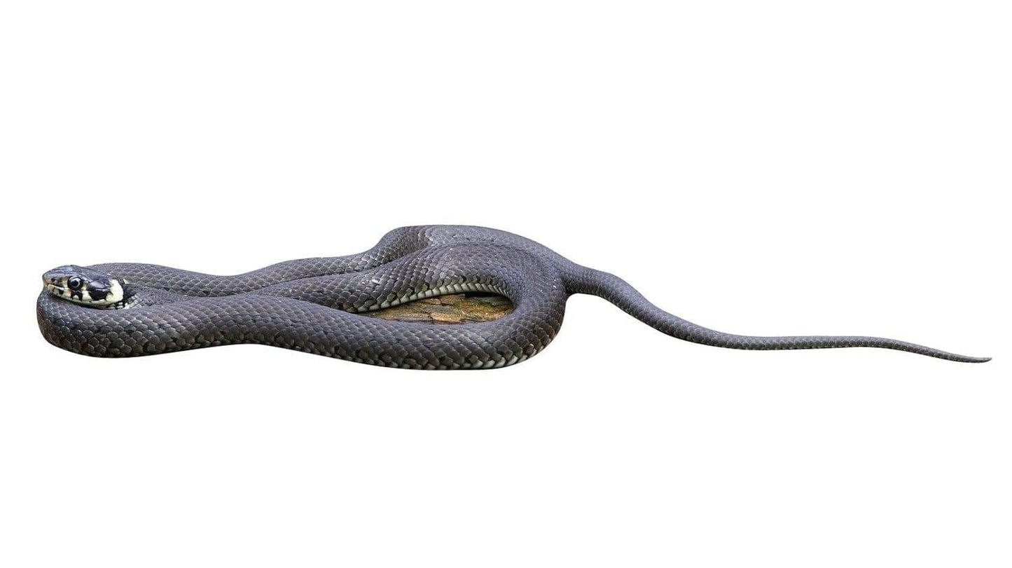 Serpente dal collare con animali da esposizione - set da esterno