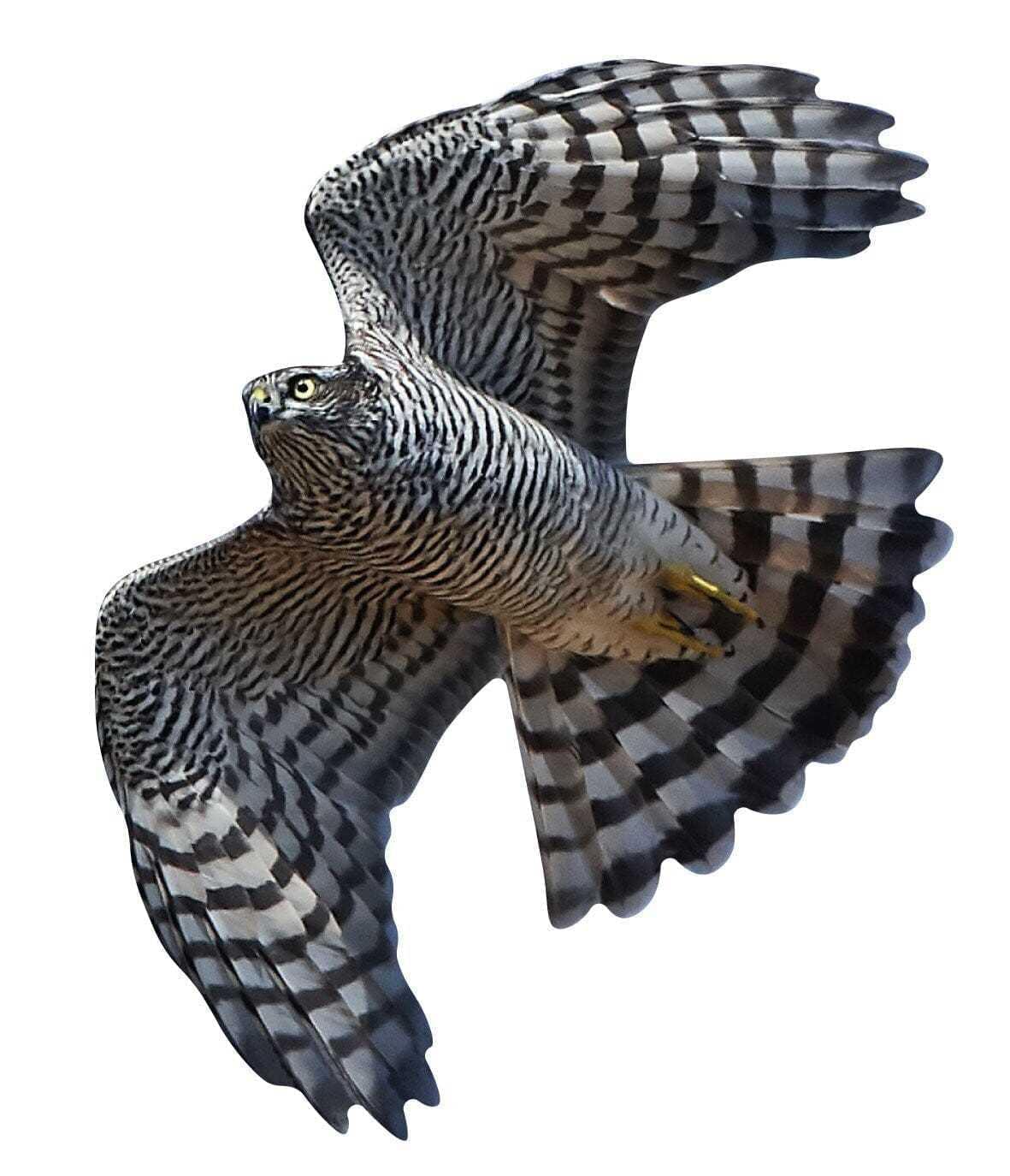 Sparrowhawk - flying (bird protection)