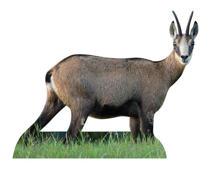 Animal display chamois goat