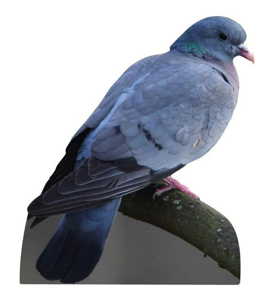 Animal display stock dove with branch