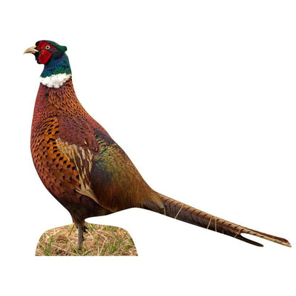 Animal display pheasant cock - standing - outdoor set
