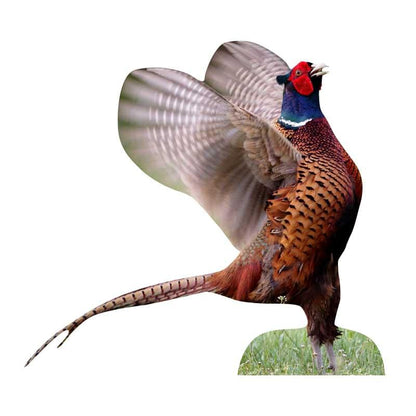 Animal display pheasant cock - flapping wings - outdoor set
