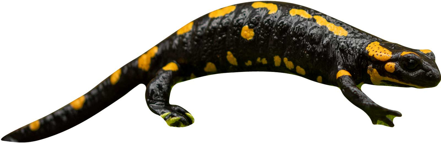 Esposizione di animali della salamandra pezzata