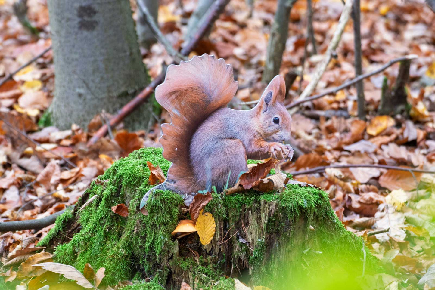 Animal display squirrel