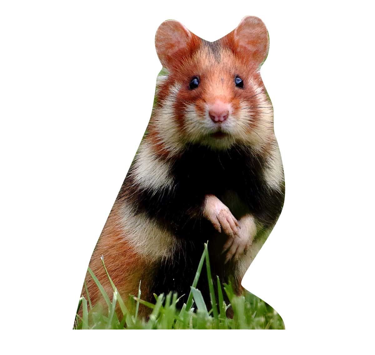 Animal display field hamster - outdoor set