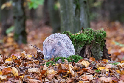 Animal display hedgehog