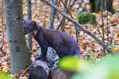 Tieraufsteller Baummarder - Outdoor Set