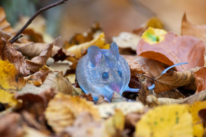 Animal display wood mouse