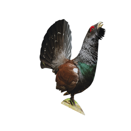 Animal display capercaillie
