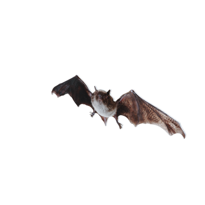 Pipistrello di serotina animale in piedi