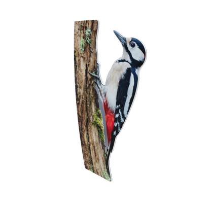 Animal display Great Spotted Woodpecker