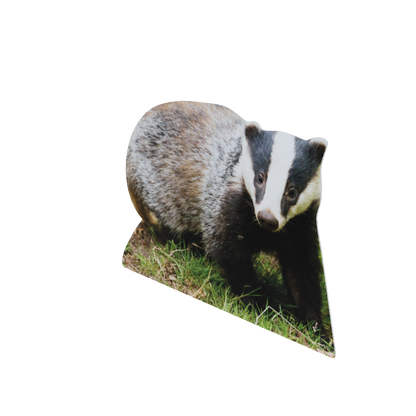 Animal display badger
