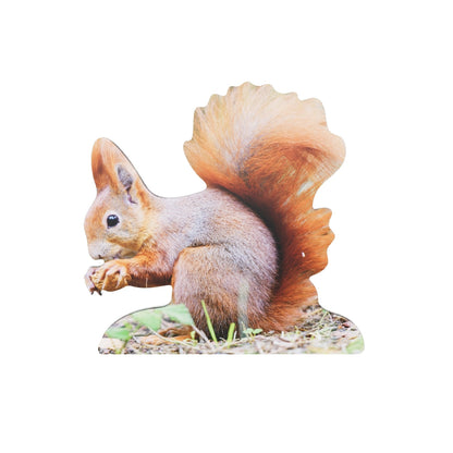 Animal display squirrel