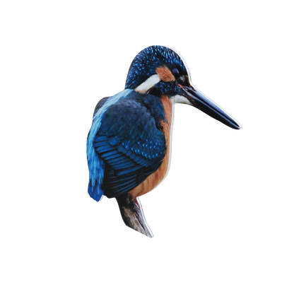 Animal display kingfisher