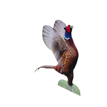 Animal display pheasant rooster - flapping wings