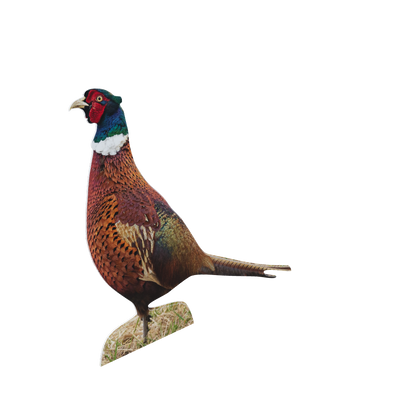 Animal display pheasant rooster - standing