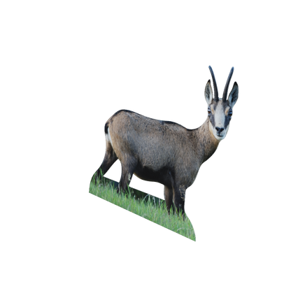 Animal display chamois goat