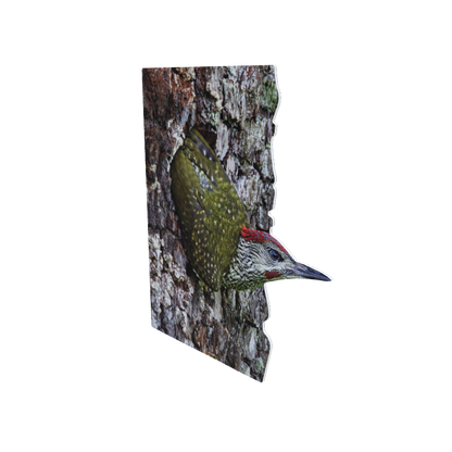 Animal display green woodpecker - young animal