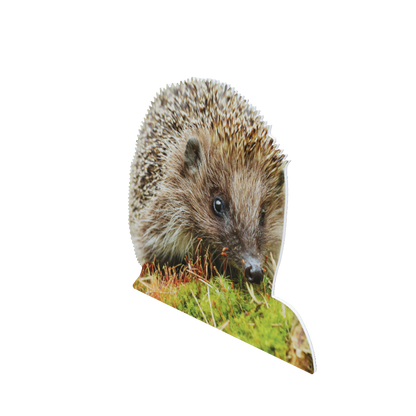 Animal display hedgehog