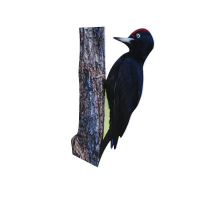 Animal display black woodpecker