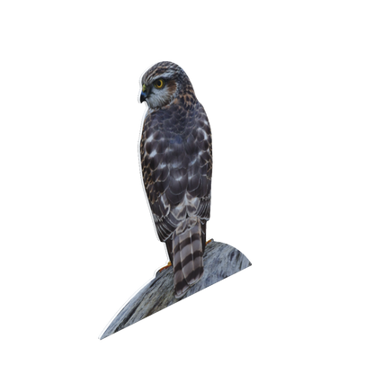 Animal stand Sparrowhawk - sitting