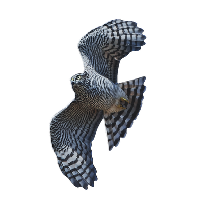 Animal stand Sparrowhawk - flying