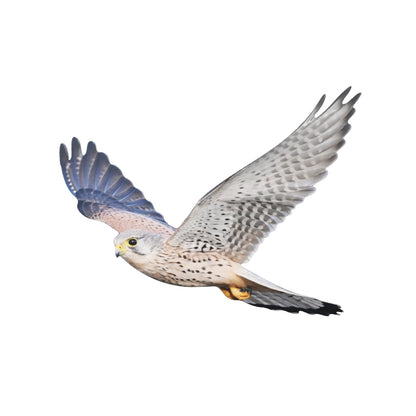 Animal display kestrel - flying