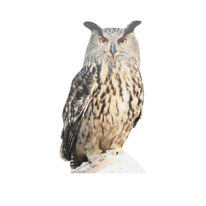 Animal display eagle owl