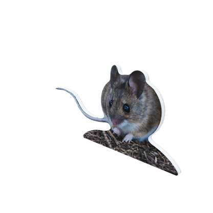 Animal display wood mouse