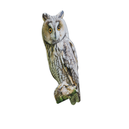 Animal display long-eared owl