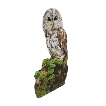 Animal display tawny owl