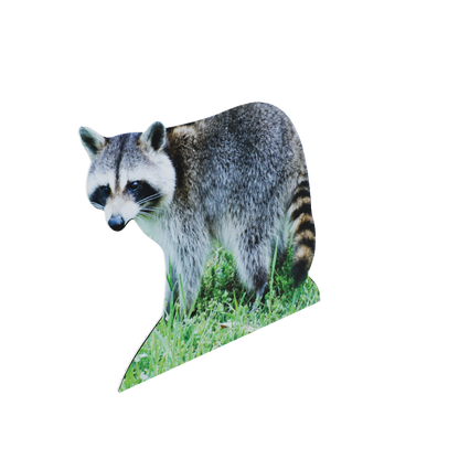 Animal display raccoon